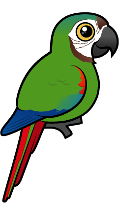 Chestnut-fronted Macaw