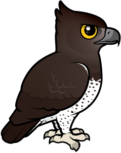 Martial Eagle