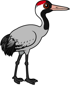 Common Crane