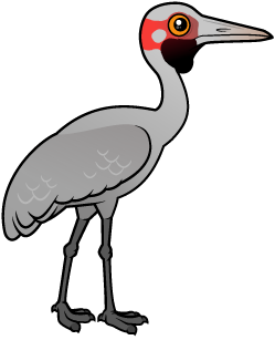 Brolga