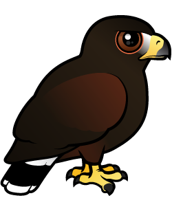 Harris Hawk