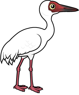 Siberian Crane