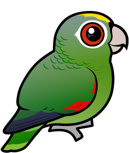 Mealy Parrot