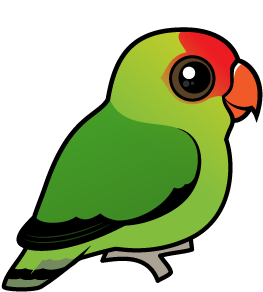 Black-winged Lovebird