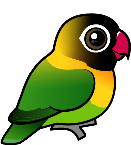Yellow-collared Lovebird