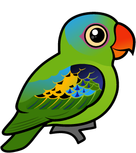 Blue-naped Parrot