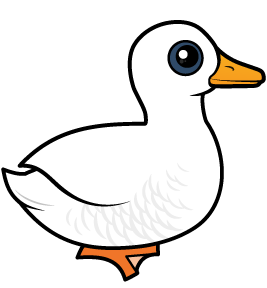 Pekin Duck