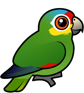 Red-lored Parrot