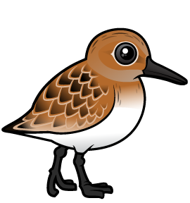 Sanderling