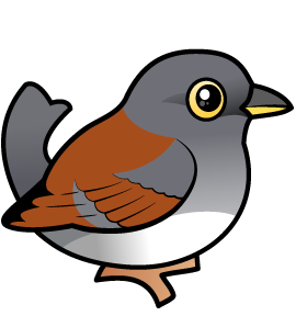 Yellow-eyed Junco