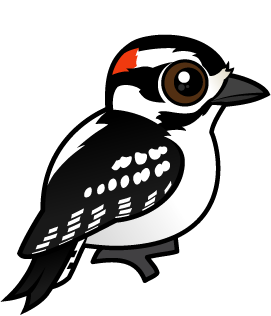 Downy Woodpecker