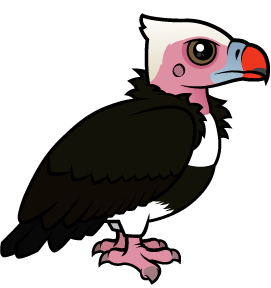 White-headed Vulture