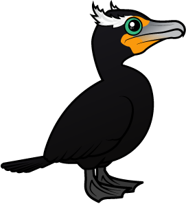 Double-crested Cormorant