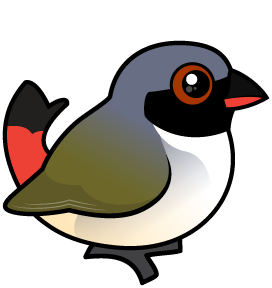 Swee Waxbill