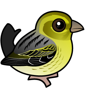 Atlantic Canary