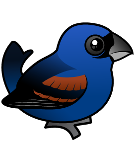 Blue Grosbeak