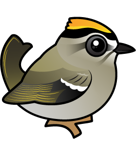 Meet the Cute Golden-crowned Kinglet by Birdorable