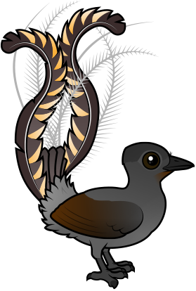 Read About Superb Lyrebirds: Crazy Tail, Amazing Mimic