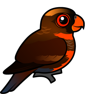 Dusky Lory