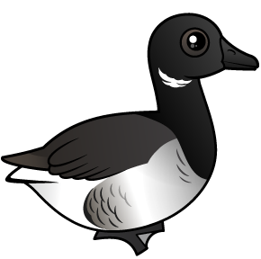 Brant Goose