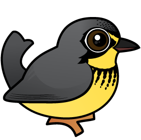 Canada Warbler