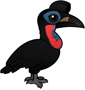 Abyssinian Ground Hornbill