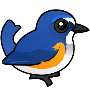 Red-flanked Bluetail