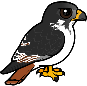 Augur Buzzard