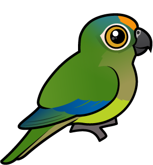 Peach-fronted Parakeet