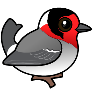Red-faced Warbler