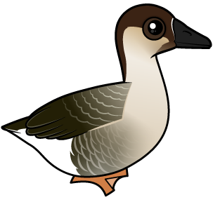 Swan Goose