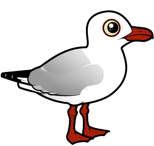 Silver Gull