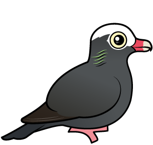 White-crowned Pigeon