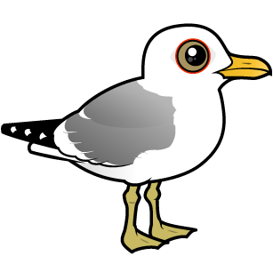 Mew Gull