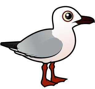 Slender-billed Gull