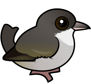 'Akikiki