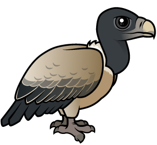 Indian Vulture