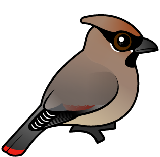 Japanese Waxwing