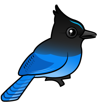 Steller's Jay