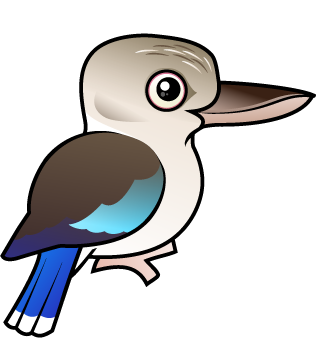 Blue-winged Kookaburra