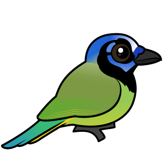 Green Jay