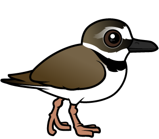 Wilson's Plover