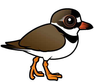 Semipalmated Plover