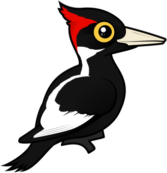Ivory-billed Woodpecker