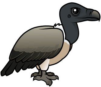 Slender-billed Vulture