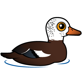 White-winged Duck