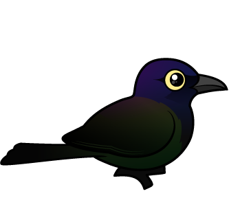 Common Grackle