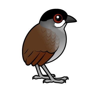 Jocotoco Antpitta