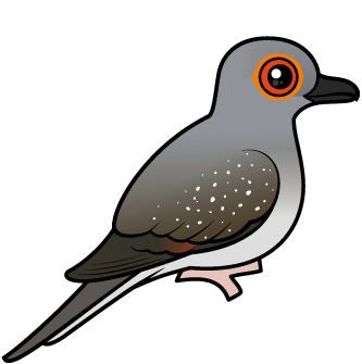 Diamond Dove