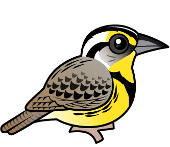 Western Meadowlark
